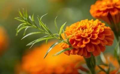Tagetes Essential Oil 10% in DPG